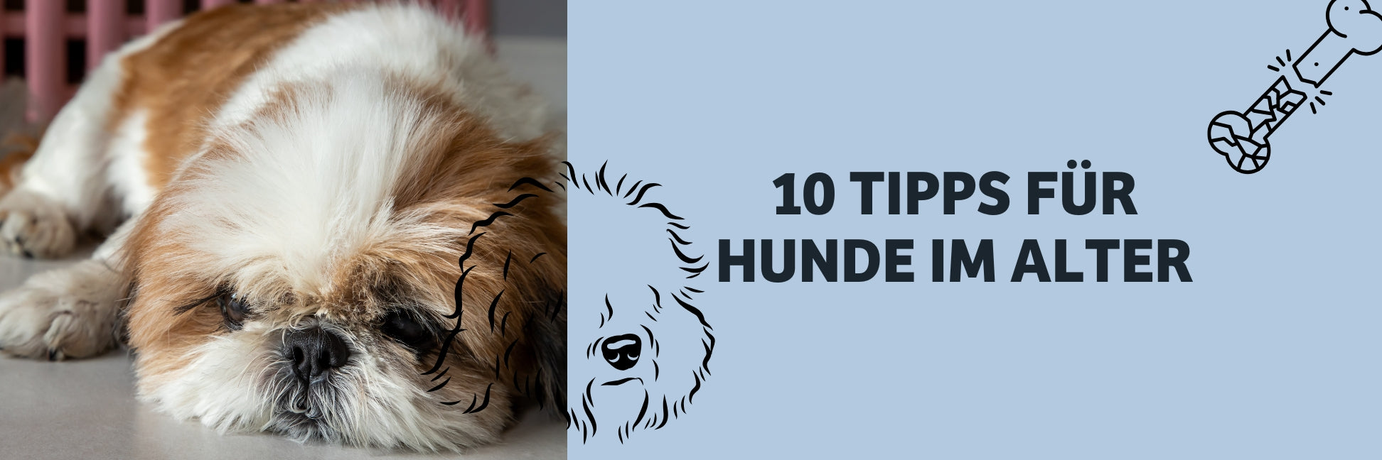 Alternde Hunde: Die Top 10 Altersbeschwerden, die fast jeder kennt – und wie du vorbeugst