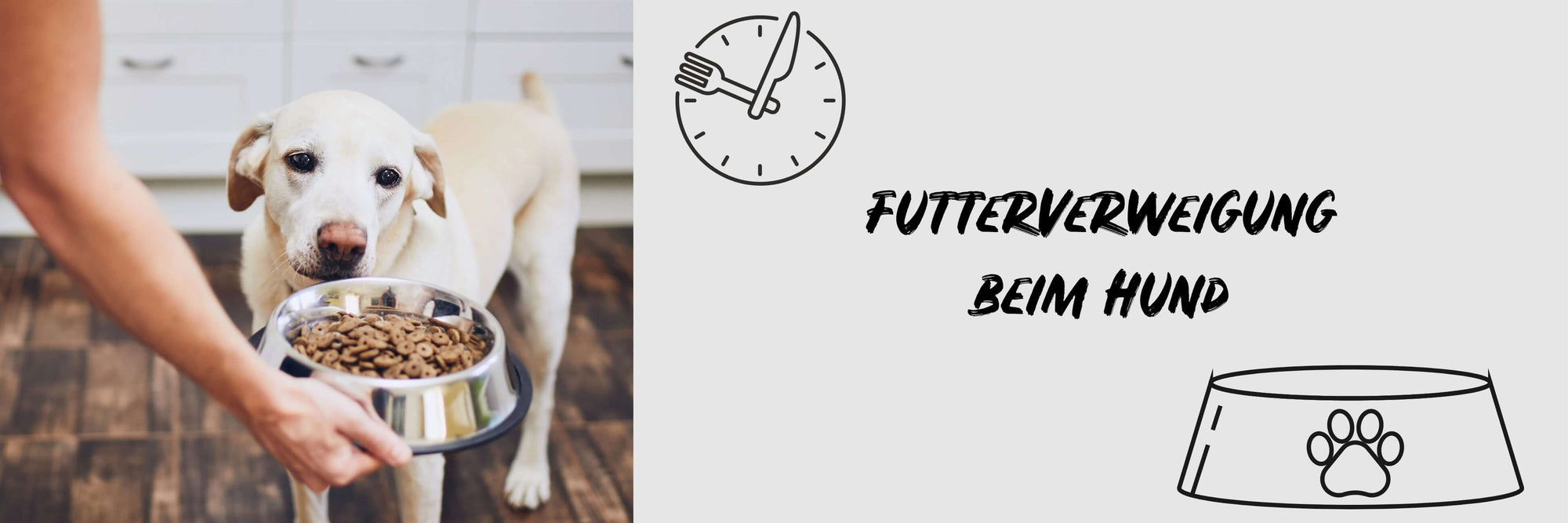 Futterverweigerung beim Hund