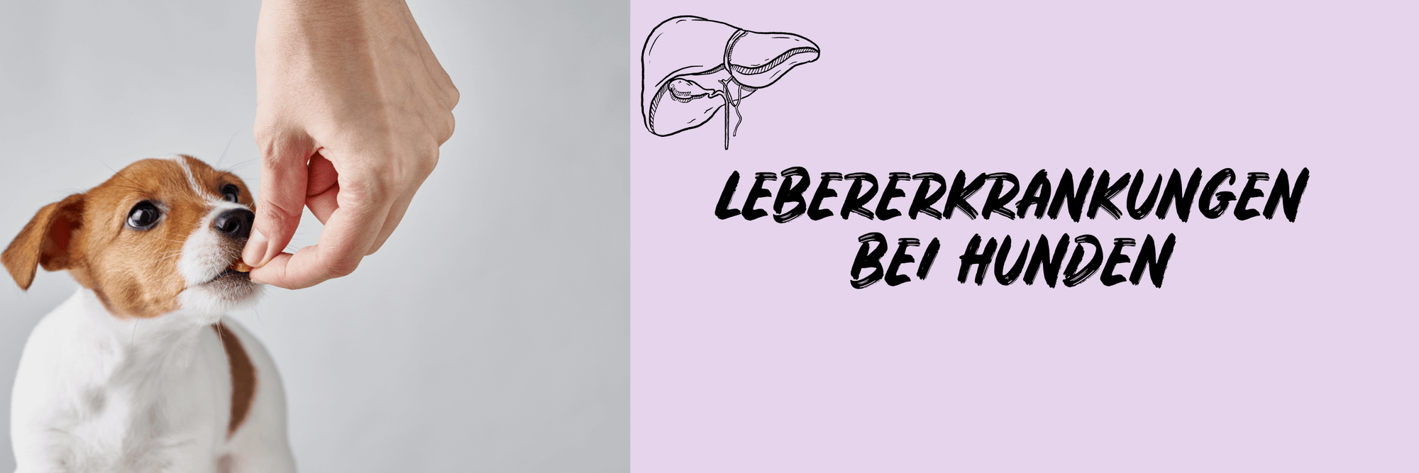 Lebererkrankung bei deinem Vierbeiner? Ursachen, Symptome und Tipps zur Vorbeugung