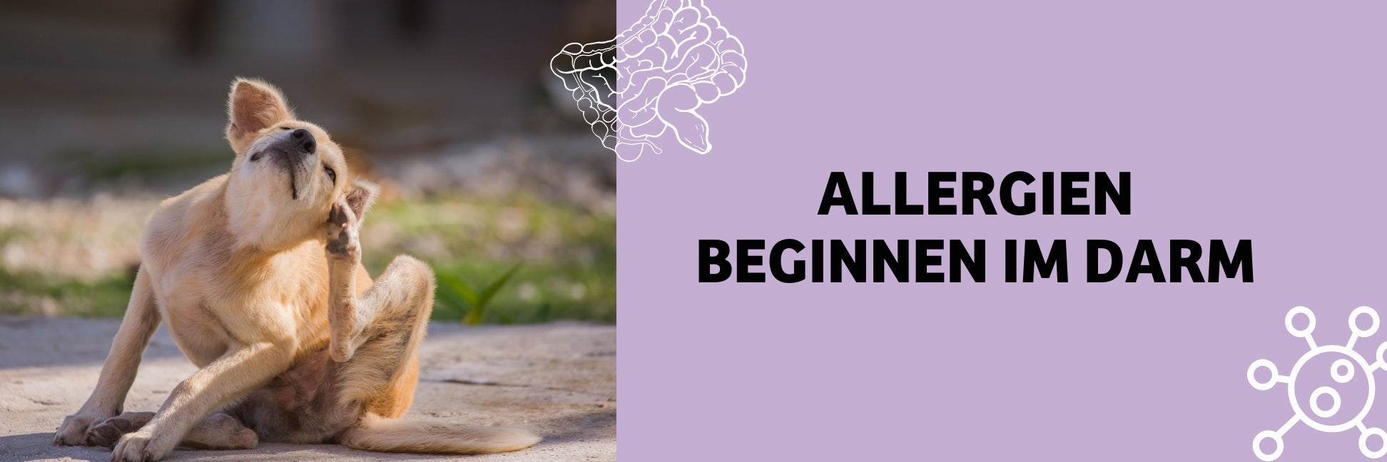 Allergien beim Hund