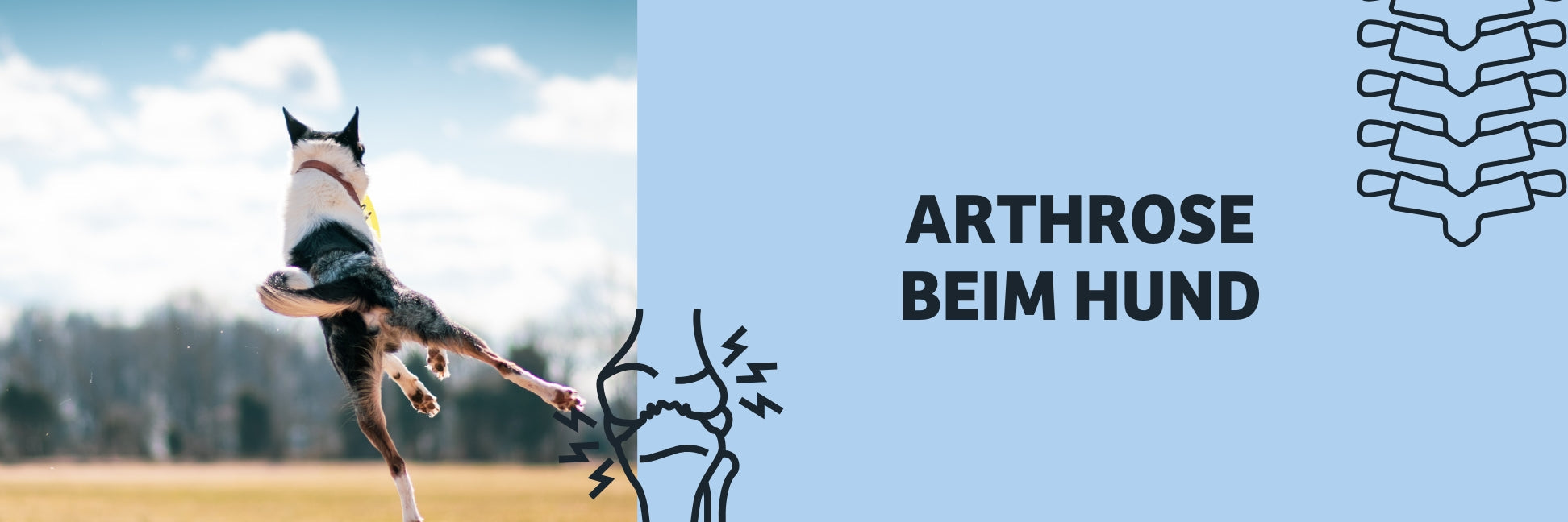 Arthrose beim Hund