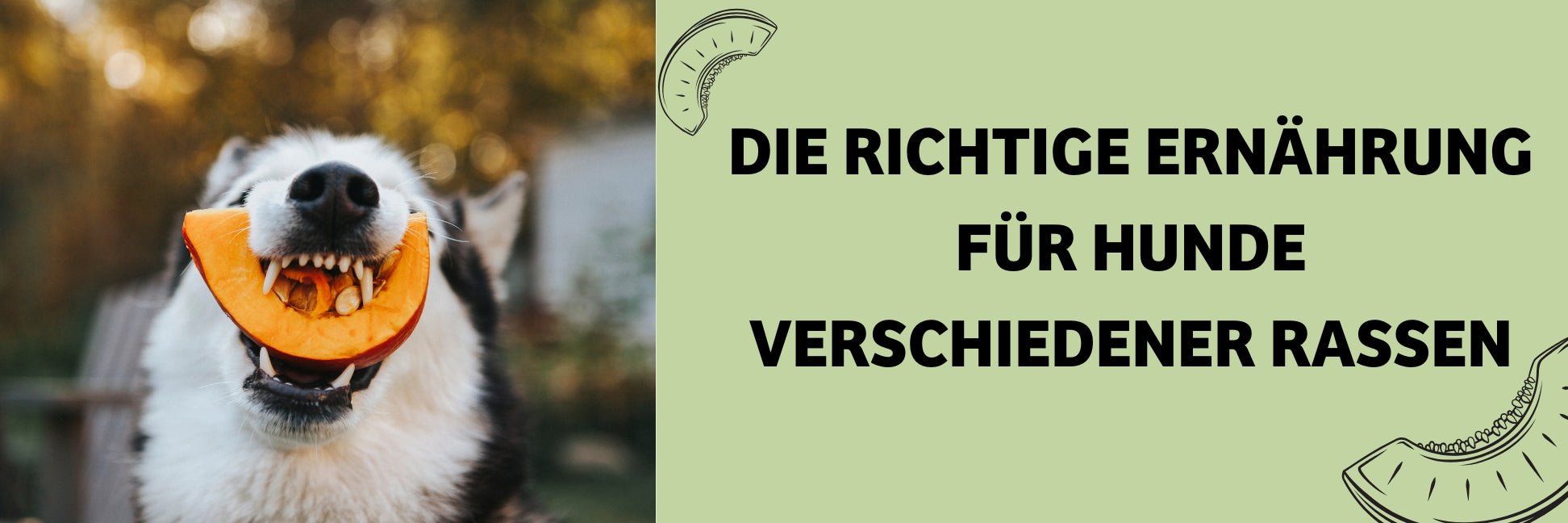 Ist die Fütterung abhängig von der Rasse?