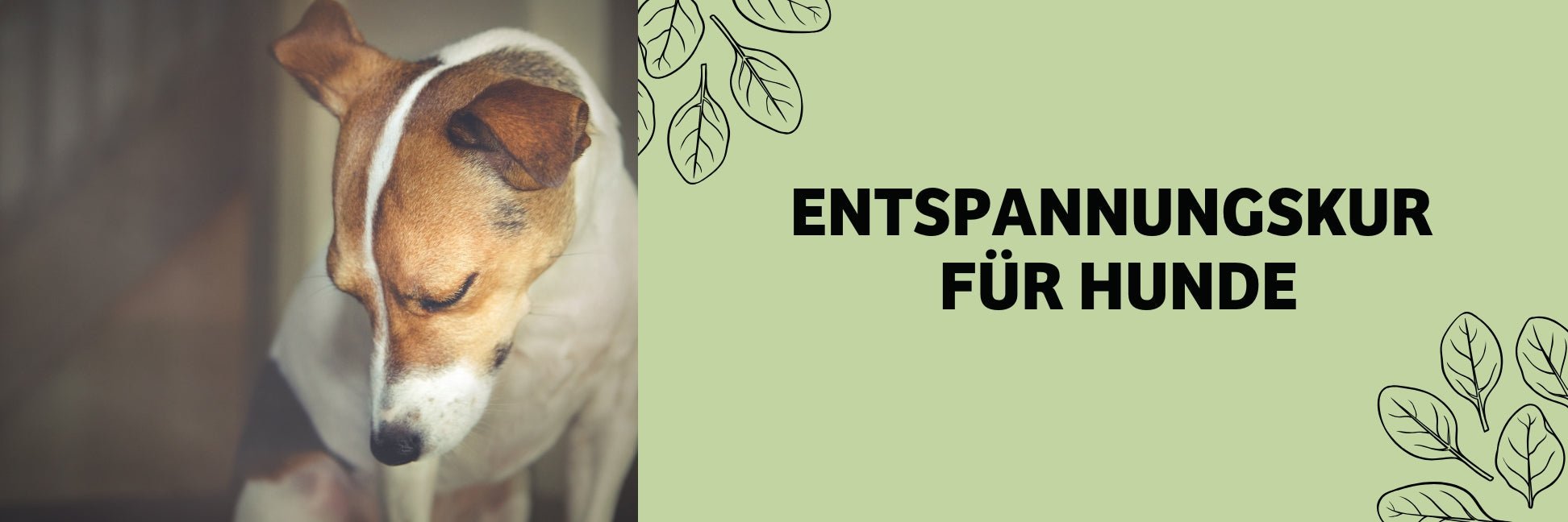 Stress beim Hund: Ursachen, Symptome & wirksame Entspannungstipps
