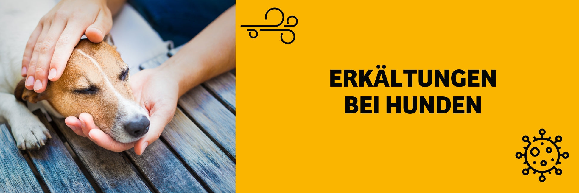 Erkältung bei Hunden - geht das?
