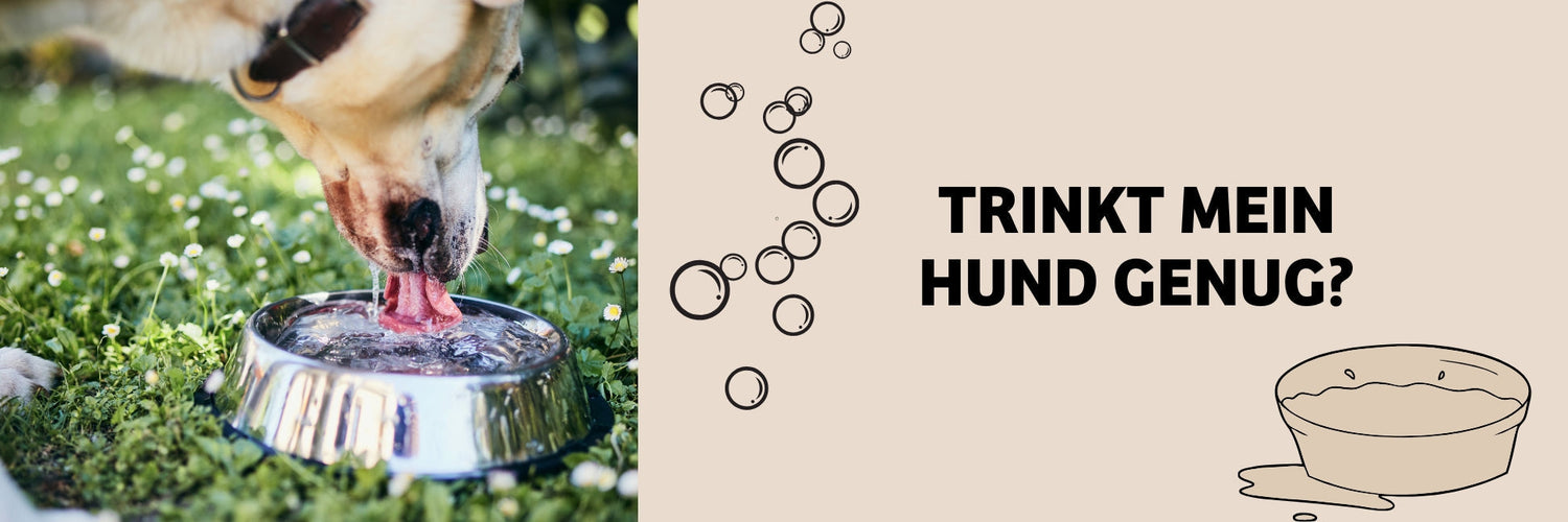 Durstmangel: Trinkt mein Hund genug?