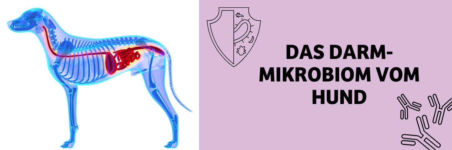 Darm-Mikrobiom beim Hund: Einfluss auf Verdauung, Abwehr & Gesundheit