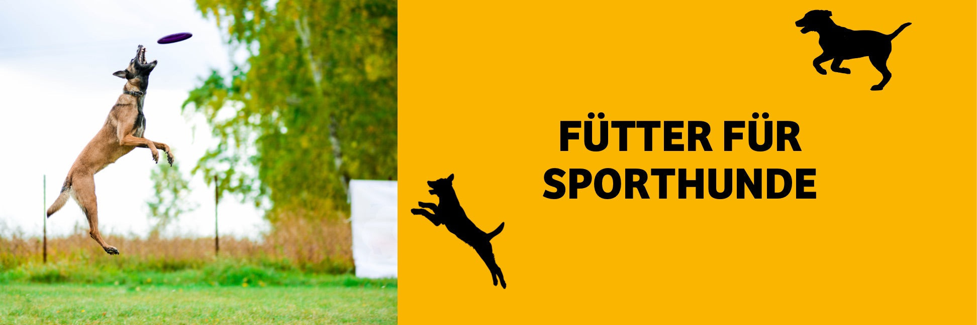 Futter für Sporthunde – Energie, Regeneration & Muskelaufbau