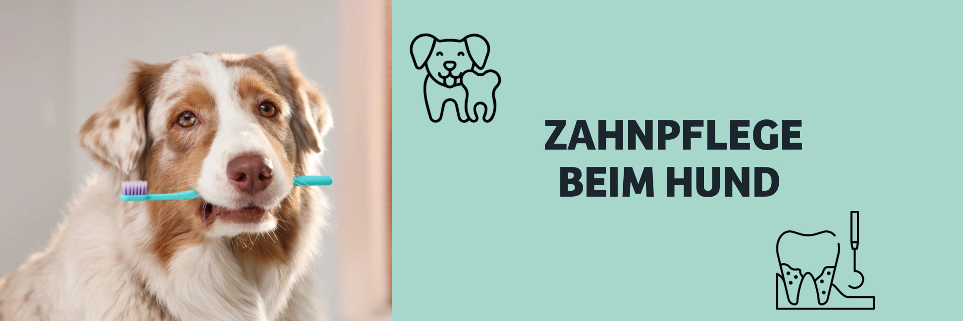 Zahnpflege beim Hund: So beugst du Zahnstein & Mundgeruch vor