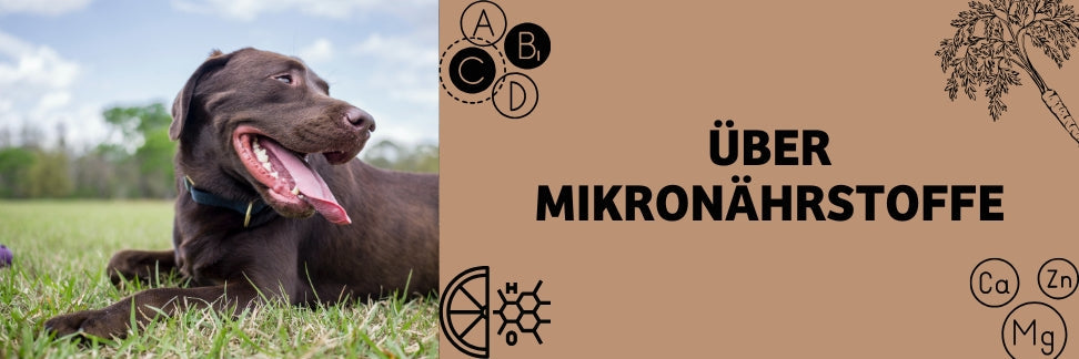 Mikronährstoffe Hund