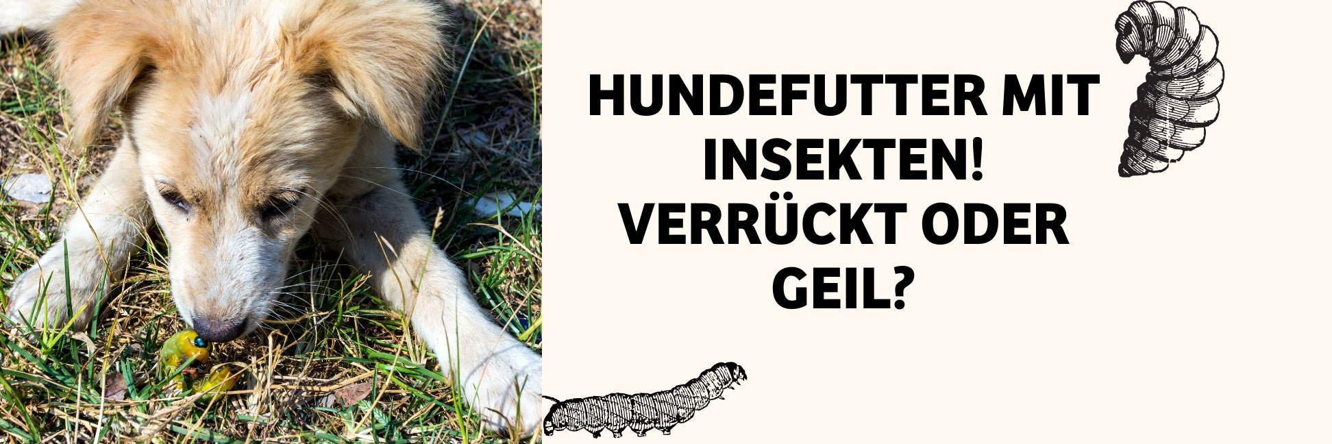 Hundefutter aus Insekten? Verrückt oder genial?