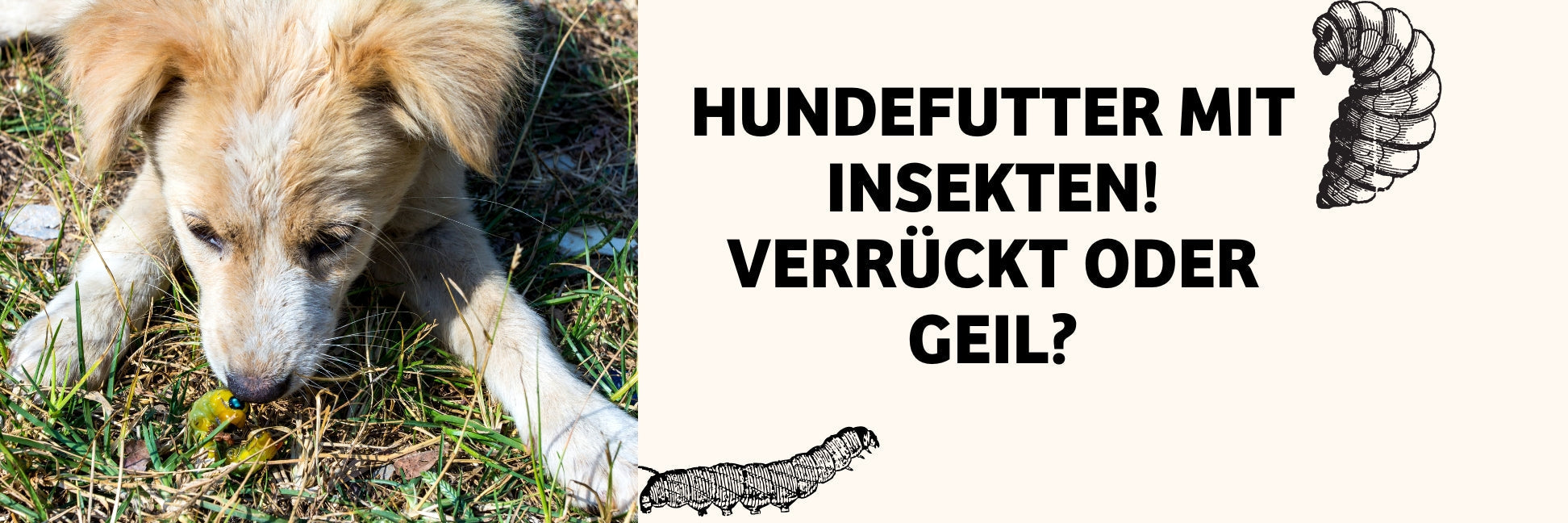 Hundefutter aus Insekten? Verrückt oder genial?
