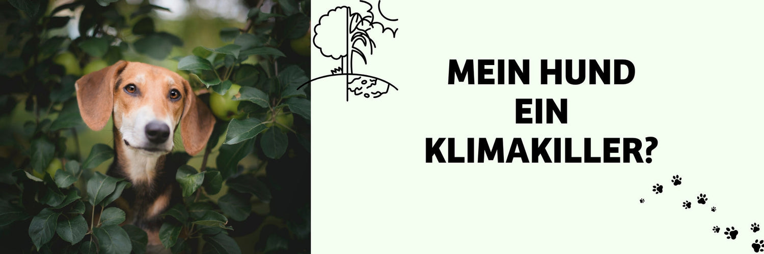 Die Klimakiller: Wie kann Hundefutter auf Insektenbasis die Welt verbessern?
