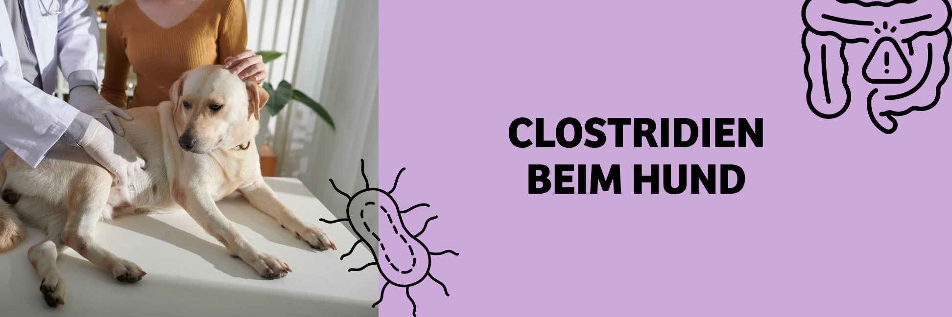 Clostridien beim Hund: Symptome, Ursachen, Behandlung & das richtige Futter