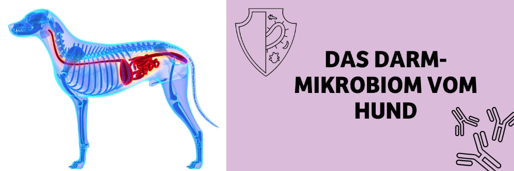 Darm-Mikrobiom beim Hund: Einfluss auf Verdauung, Abwehr & Gesundheit