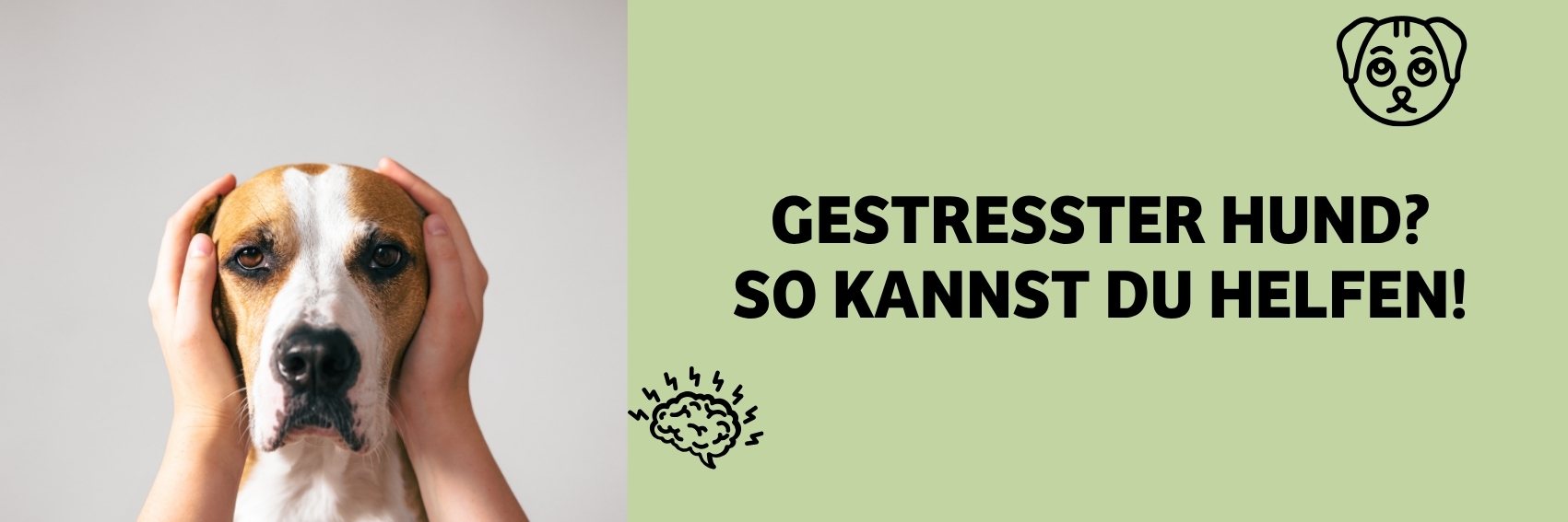 Gestresster Hund? So erkennst du Stress und hilfst richtig