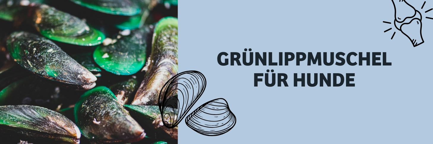 Grünlippmuschel für den Hund