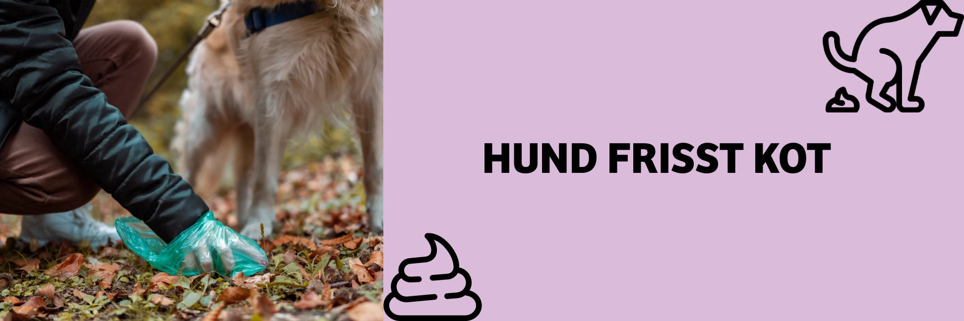 Hund frisst Kot? So gefährlich ist es wirklich!