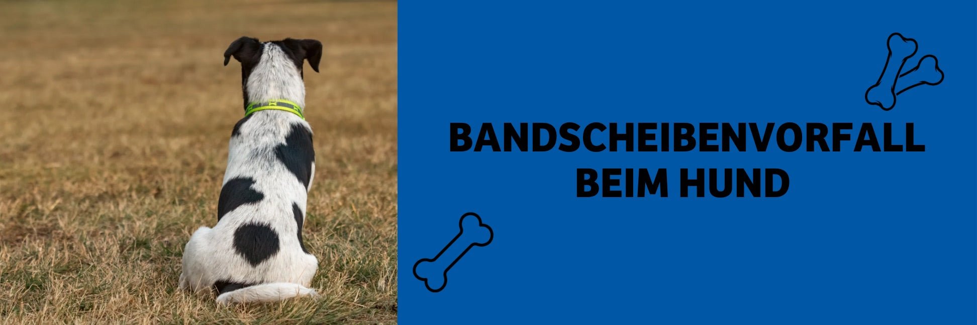 Bandscheibenvorfall beim Hund – Ursachen, Symptome und wie du richtig hilfst