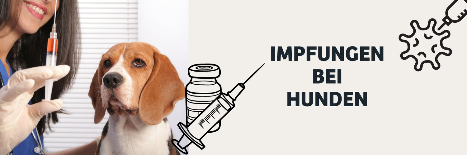 Impfungen bei Hunden