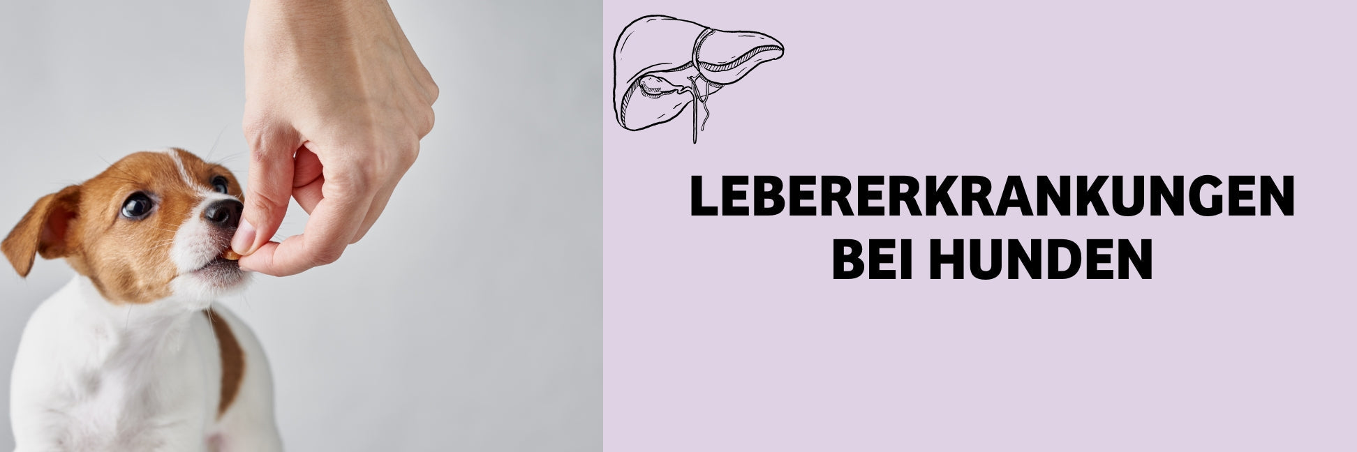 Lebererkrankungen Hund – Ursachen, Symptome & Leberdiät für Hunde