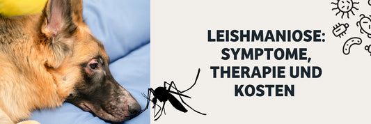 Leishmaniose bei Hunden - Behandlung, Symptome & Therapie