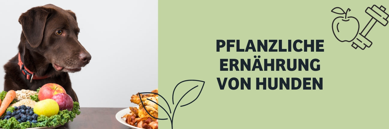 Vegetarische und Vegane Hundeernährung