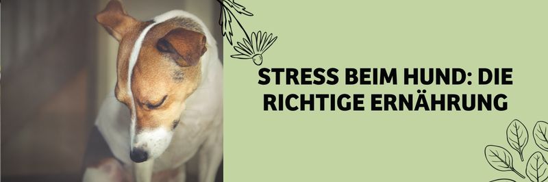 Bannerbild für Blog Stress beim Hund