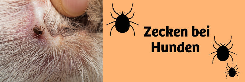 Zecken beim Hund