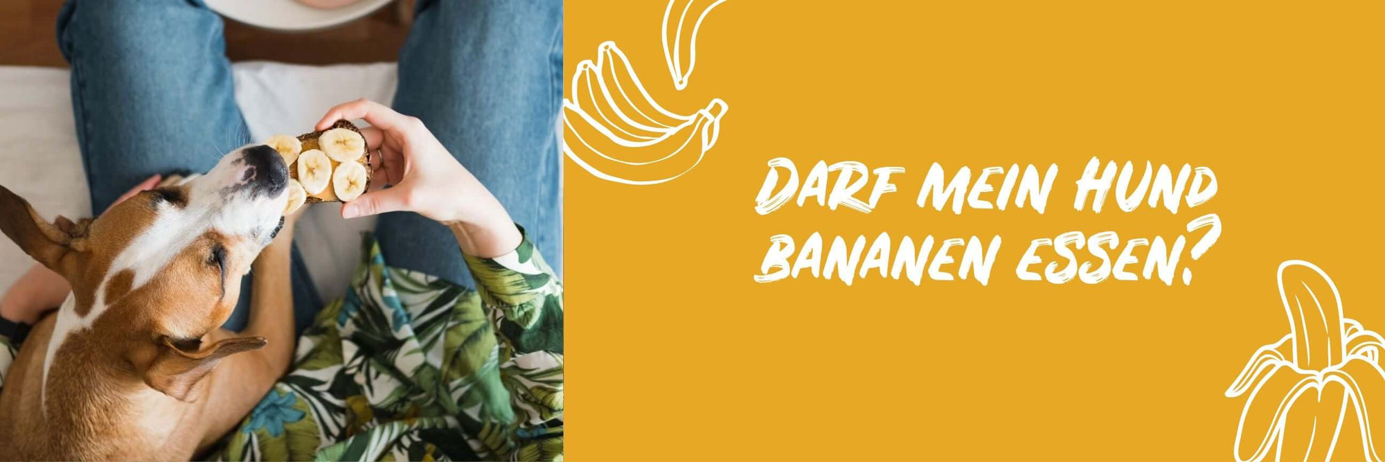 Darf mein Hund Banane essen? - BugBell GmbH
