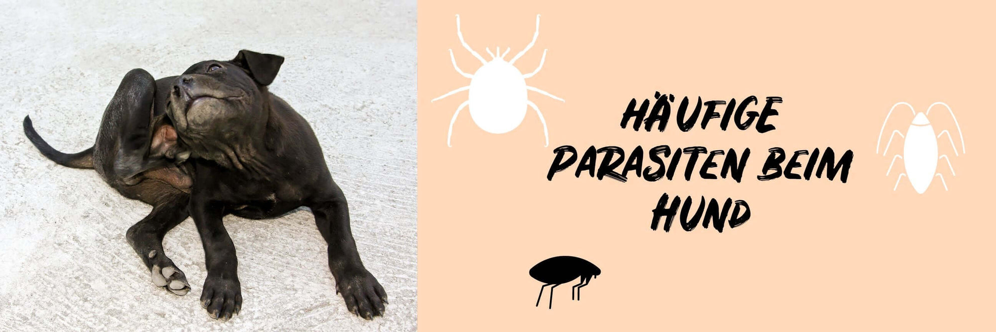 Die Unsichtbaren Gefahren: Parasiten beim Hund - Zecken, Flöhe, Würmer und ihre Auswirkungen - BugBell GmbH