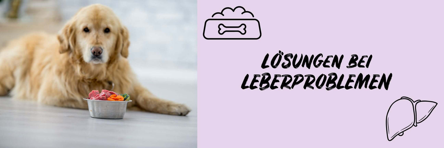 Die richtige Fütterung bei Leberstörungen