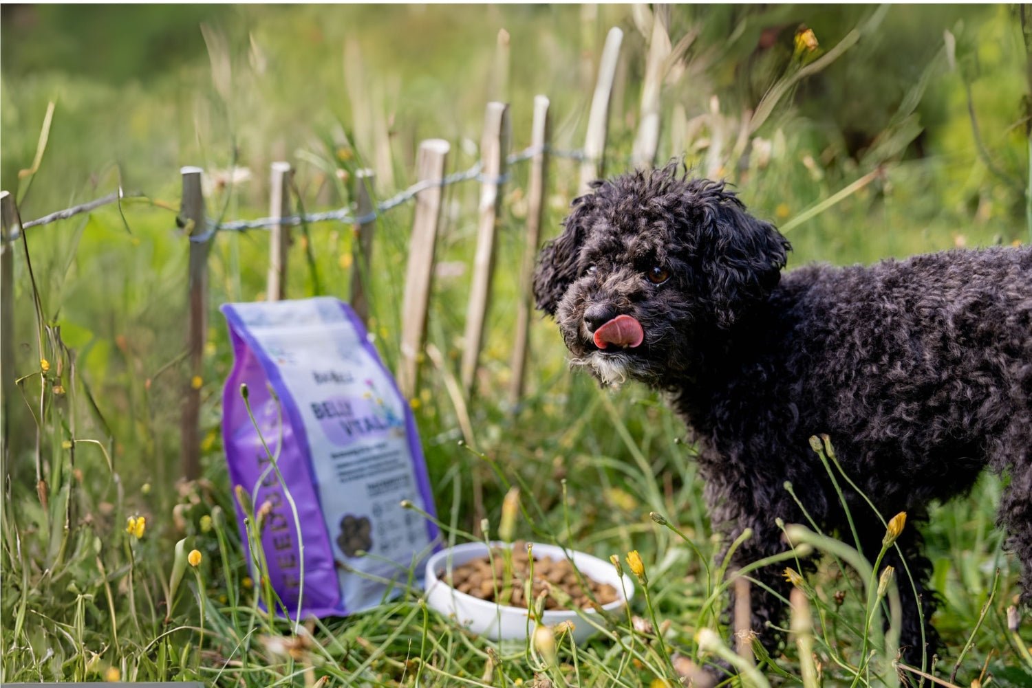 BellyVital Futter in einer Schale mit dog