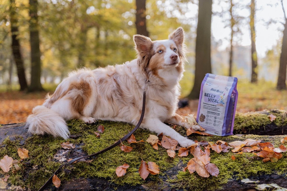 Hund liegt auf einem Baum mit BellyVital Futter, welches bei Clostridien beim Hund unterstützen kann