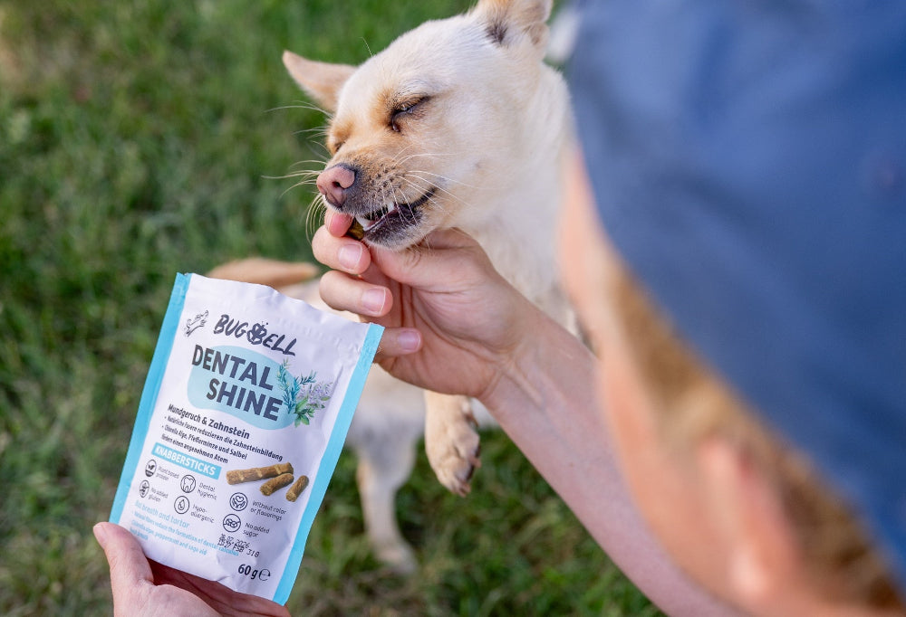 Hundefutter bei Zahnstein