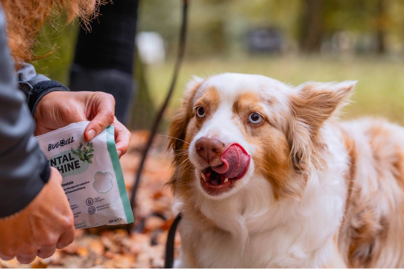 Hund bekommt als Leckerli Snacks für Mundgeruch & Zahnstein