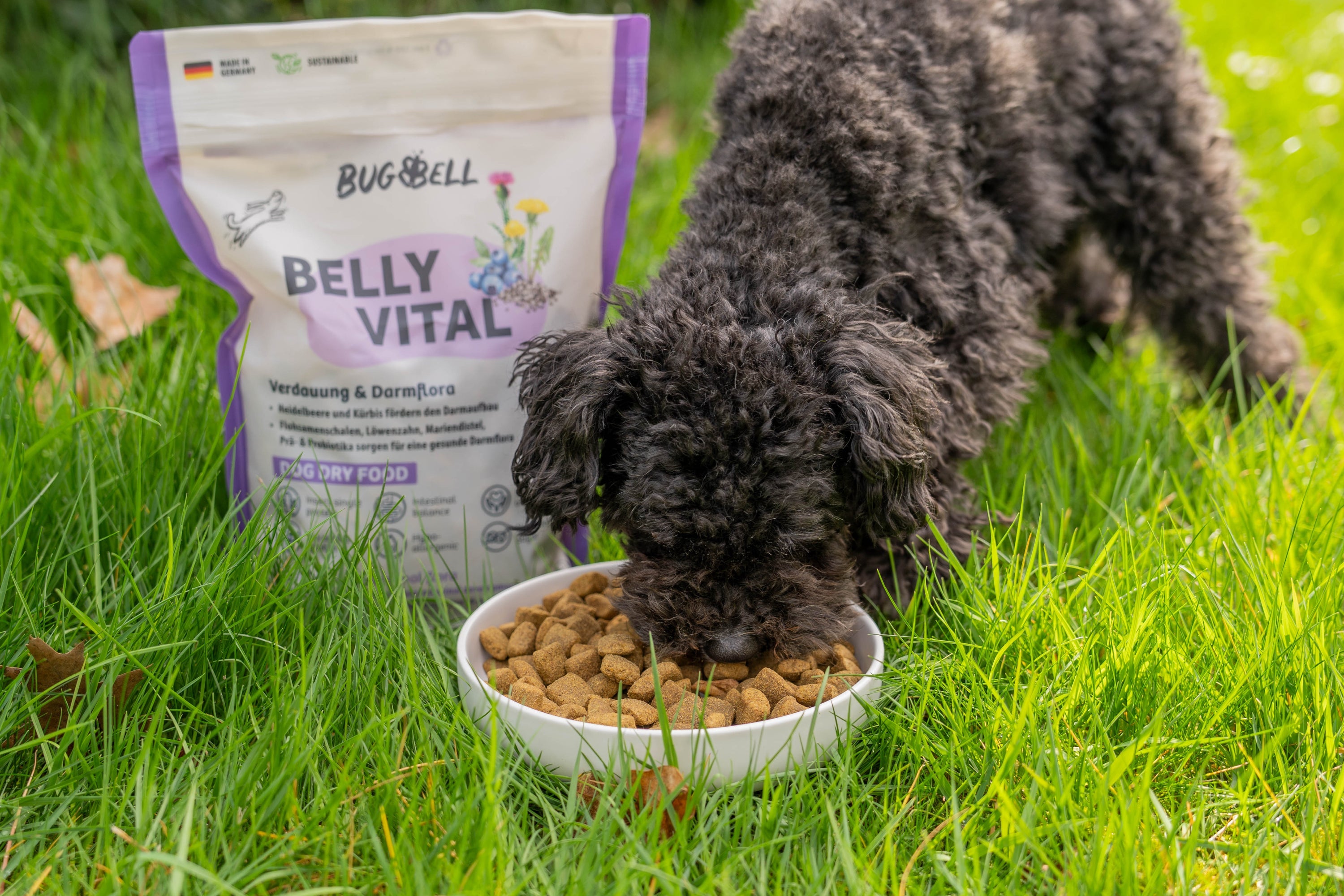 Lebererkrankung & Hepatopathie beim Hund mit BellyVital angehen