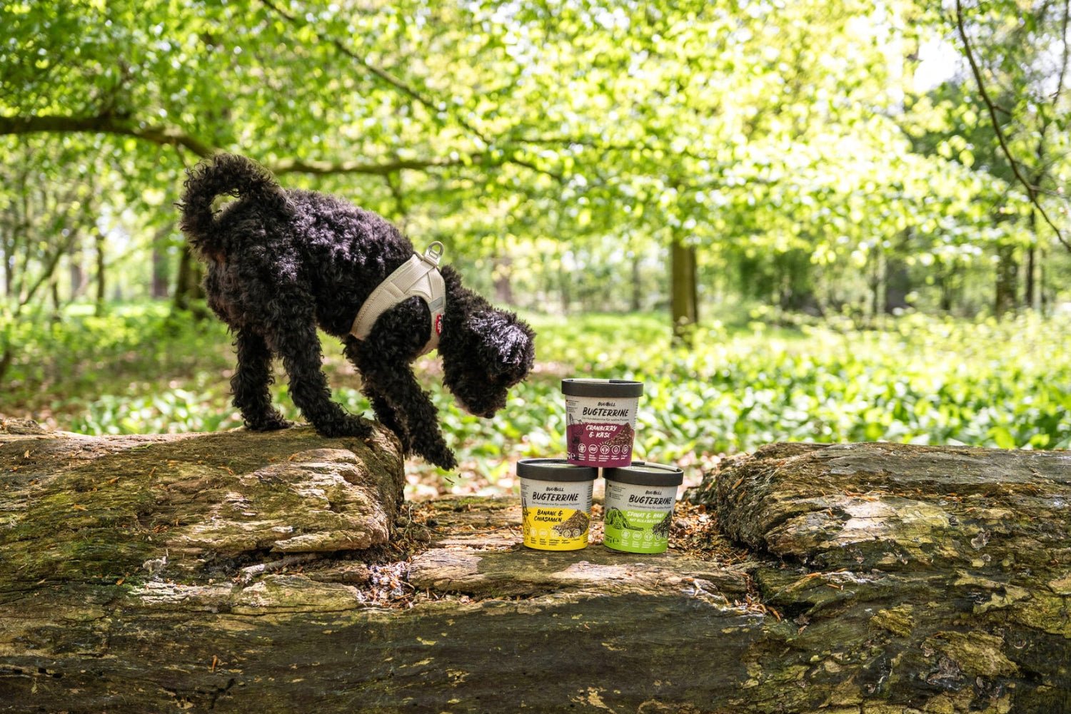 Getreidefreies und hypoallergenes Nassfutter fuer Hunde