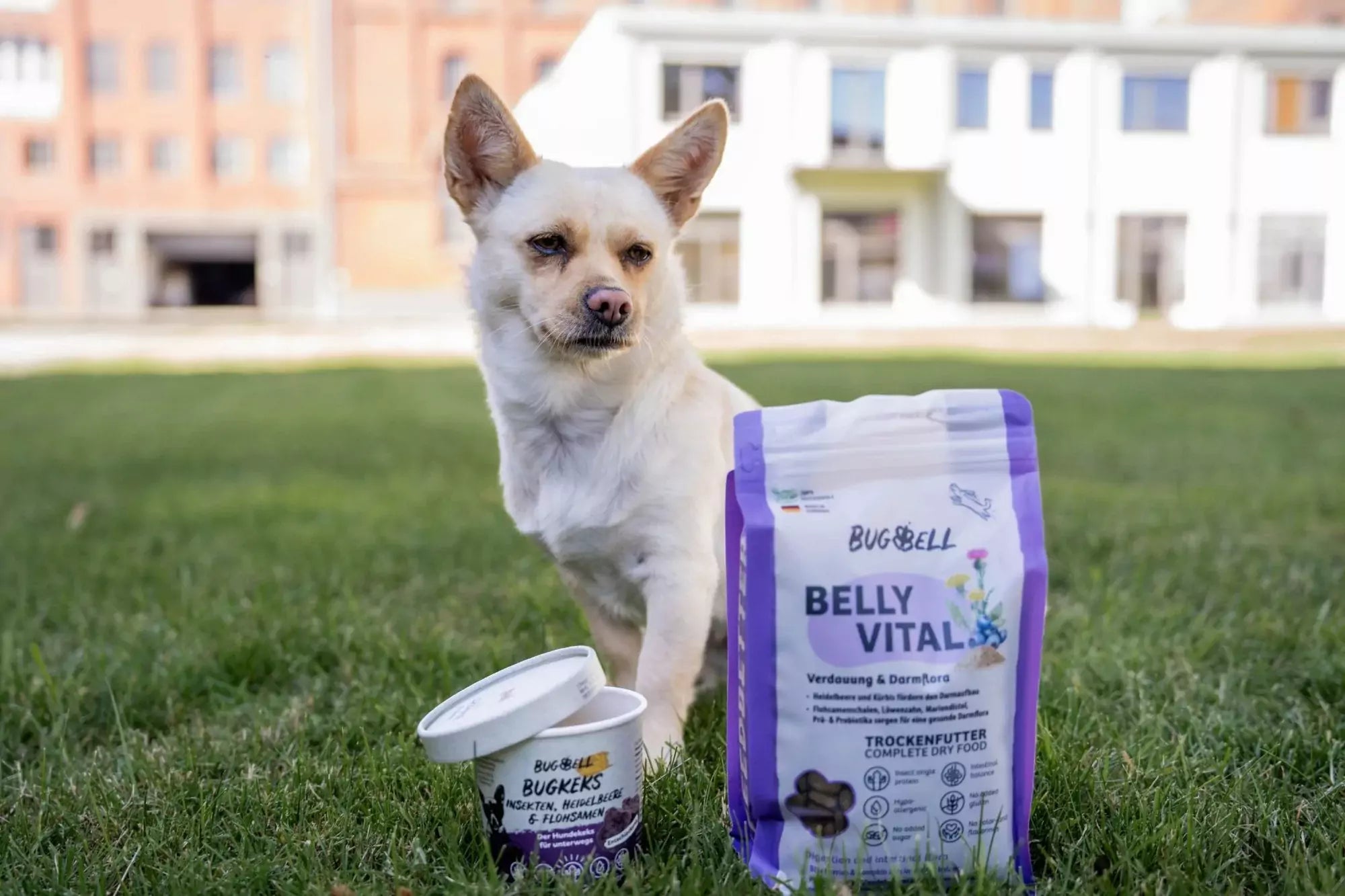 Aya_Hund_sitzt_vor_dem_BugBell_Hundefutter_BellyVital