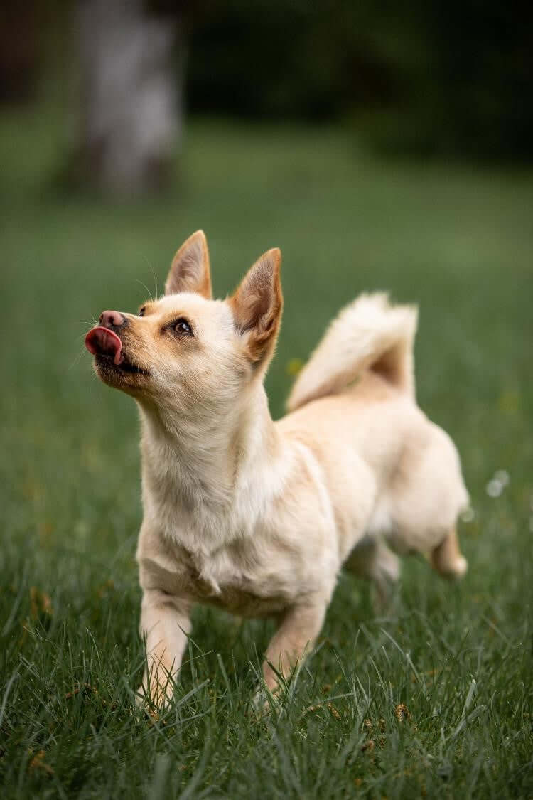 Aya warten auf ihren Hundesnack