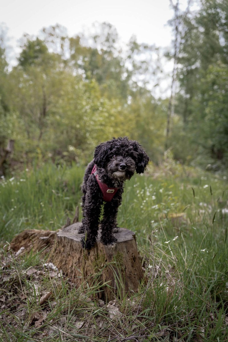 Nala in der Natur auf der Suche nach Hundeleckerlies