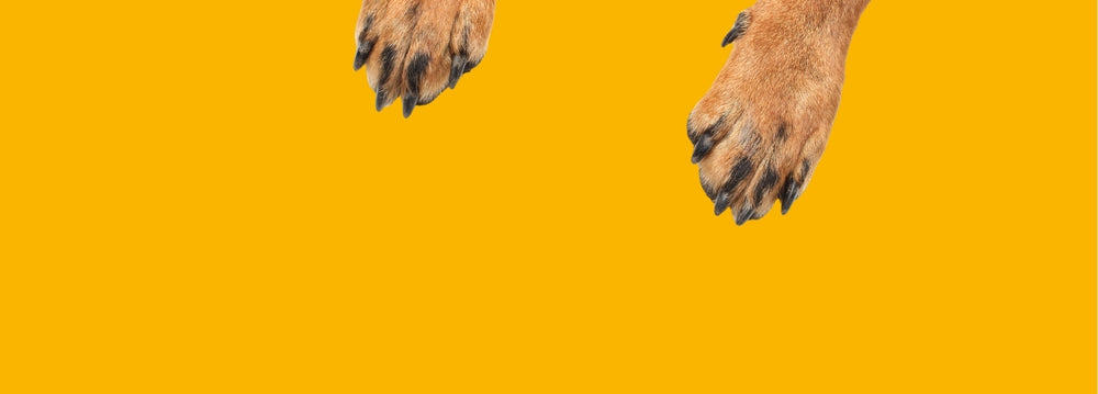 Pfoten auf gelben Hintergrund. Anmelden Newsletter BugBell Hundefutter