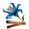 Teufelskralle & Weidenrinde