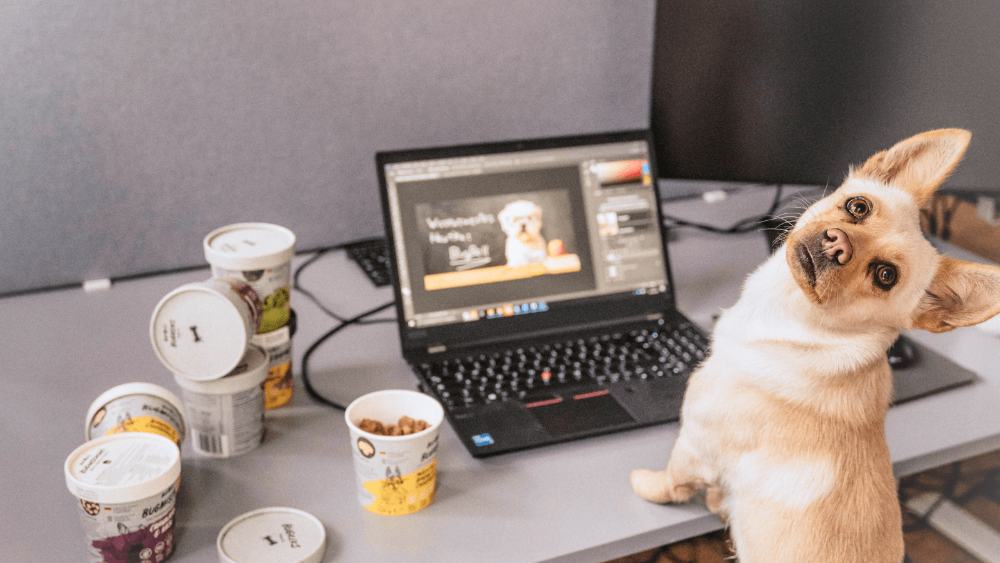 Hund am Arbeitsplatz