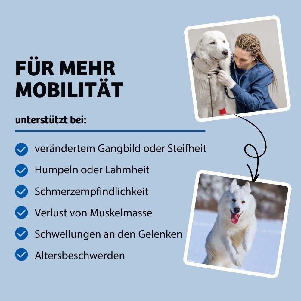 Die Mobility-Mahlzeit fördert die Gelenkgesundheit von Hunden und hilft bei Symptomen wie Steifheit, verändertem Gangbild, Lahmheit, Humpeln, Schmerzempfindlichkeit, Muskelabbau und geschwollenen Gelenken. Dieses Futter unterstützt die Mobilität und das Wohlbefinden Ihres Hundes effektiv.