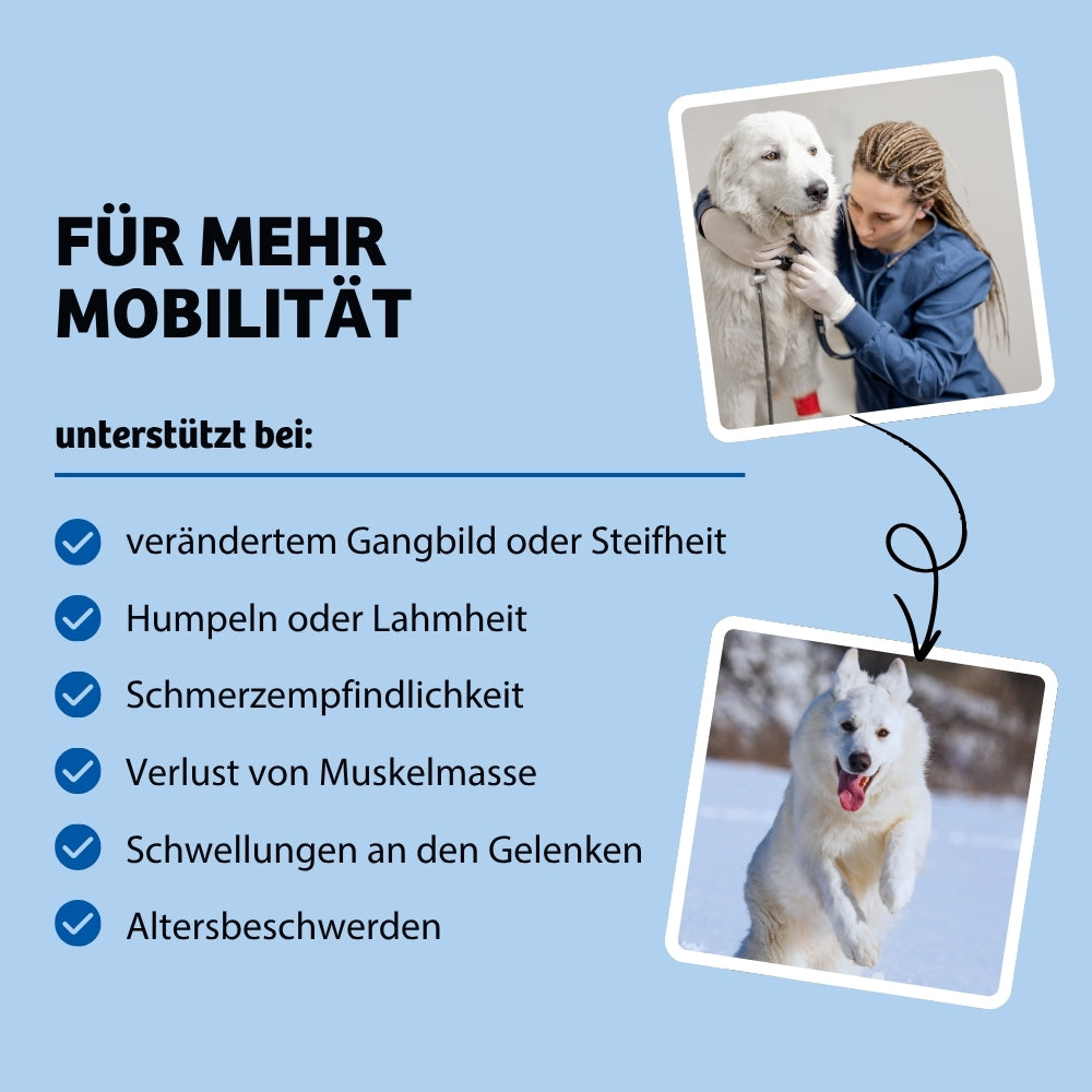 Vorteile BonePower Leckerli. Fördert die Gelenkgesundheit von Hunden und hilft bei Symptomen wie Steifheit, verändertem Gangbild, Lahmheit, Humpeln, Schmerzempfindlichkeit, Muskelabbau und geschwollenen Gelenken.