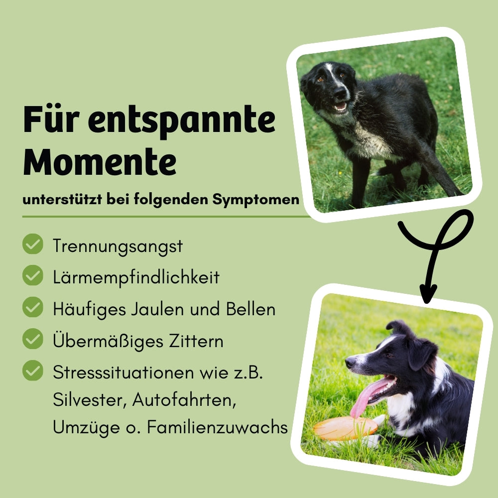 Das Hundefutter Magic Relax hilft Hunden, entspannte Momente zu erleben, indem es Symptome wie Trennungsangst, Lärmempfindlichkeit, häufiges Jaulen und Bellen sowie Zittern reduziert. Ideal für Stresssituationen wie Silvester, Autofahrten, Umzüge oder Familienzuwachs.