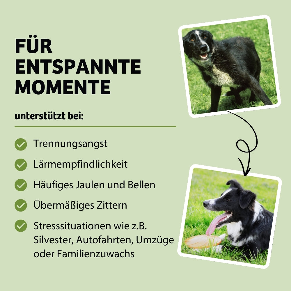 Das Hundefutter Magic Relax hilft Hunden, entspannte Momente zu erleben, indem es Symptome wie Trennungsangst, Lärmempfindlichkeit, häufiges Jaulen und Bellen sowie Zittern reduziert. Ideal für Stresssituationen wie Silvester, Autofahrten, Umzüge oder Familienzuwachs.