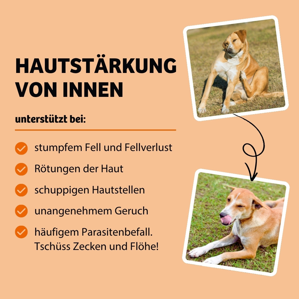 Hund Fellverlust mit Rötungen der Haut. Hund hat schuppige Hautstellen und schlechten Geruch. Parasitenbefall mit Zecken und Flöhen beim Hund.