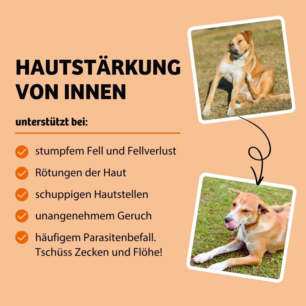 Vorteile SkinHero, hilft bei Fellverlust mit Rötungen der Haut. Hund hat schuppige Hautstellen und schlechten Geruch. Parasitenbefall mit Zecken und Flöhen beim Hund.