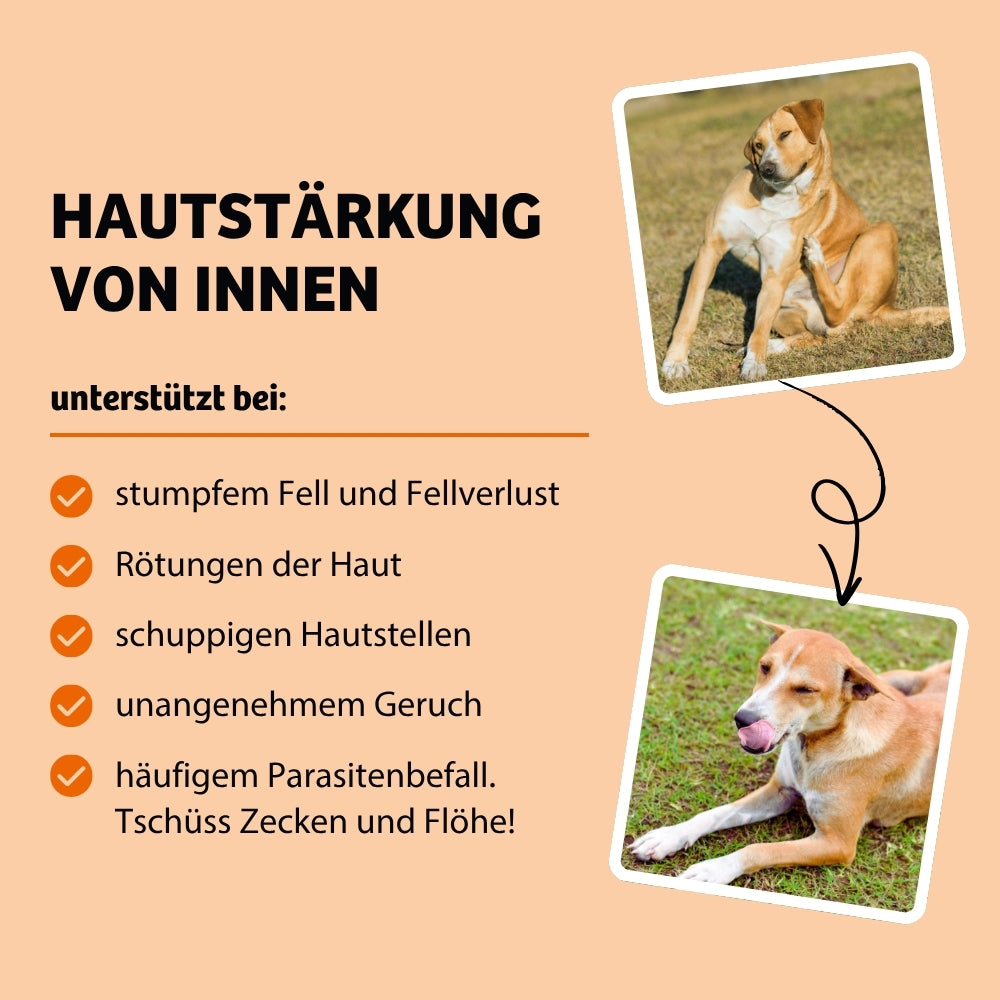 Vorteile SkinHero, hilft bei Fellverlust mit Rötungen der Haut. Hund hat schuppige Hautstellen und schlechten Geruch. Parasitenbefall mit Zecken und Flöhen beim Hund.